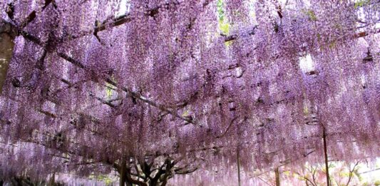 吉美根ふじ園