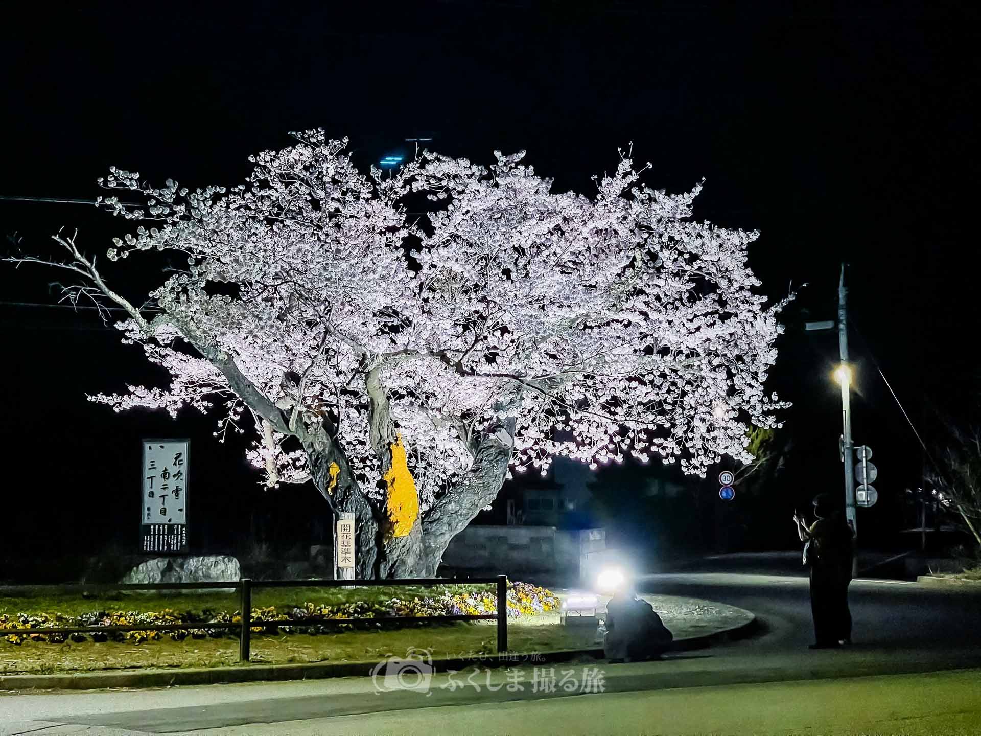 夜の森桜並木のライトアップ